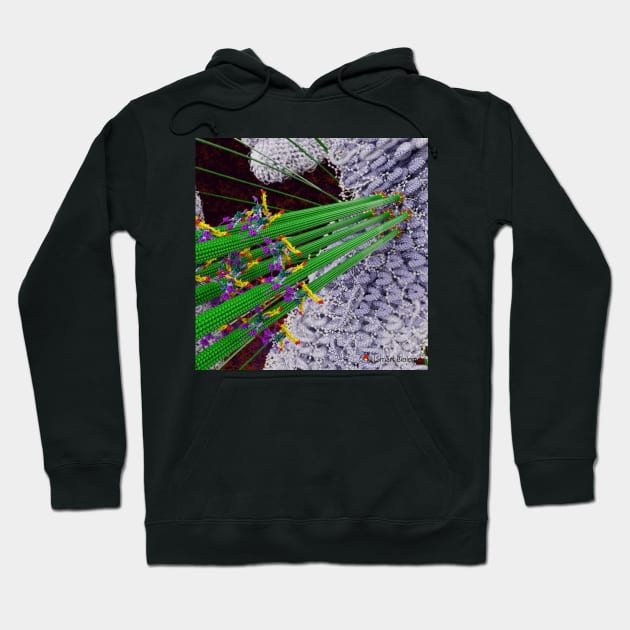 Microtubules During Mitosis Hoodie by Smart Biology